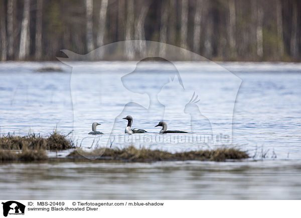 swimming Black-throated Diver / MBS-20469