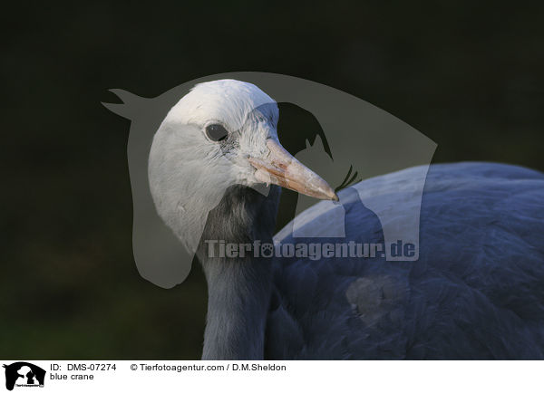 Paradieskranich / blue crane / DMS-07274