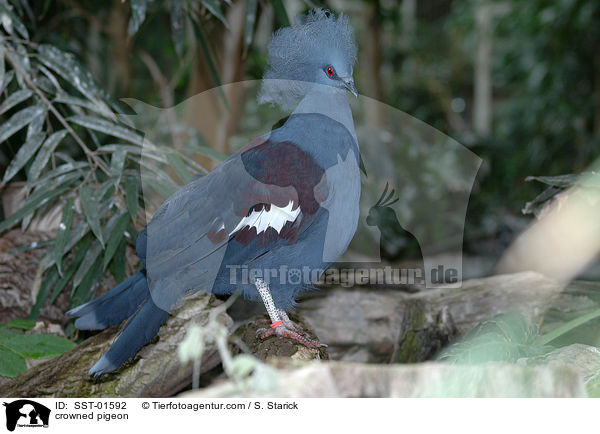 Kronentaube / crowned pigeon / SST-01592