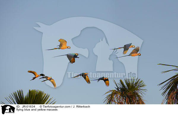 fliegende Gelbbrustaras / flying blue and yellow macaws / JR-01634