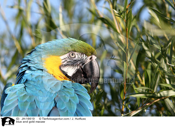 blue and gold macaw / JH-16619