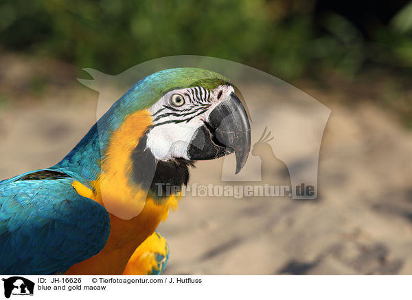Gelbbrustara / blue and gold macaw / JH-16626