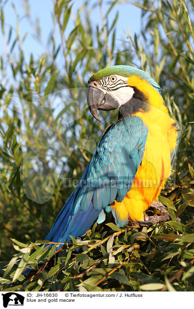 blue and gold macaw / JH-16630