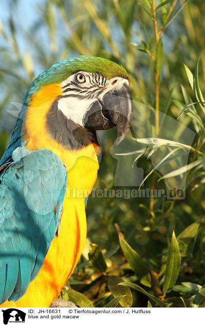 blue and gold macaw / JH-16631