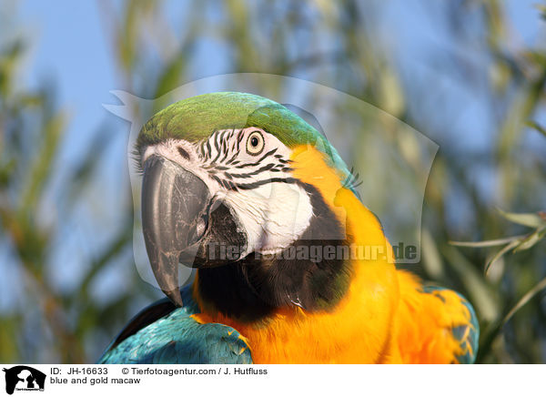 blue and gold macaw / JH-16633