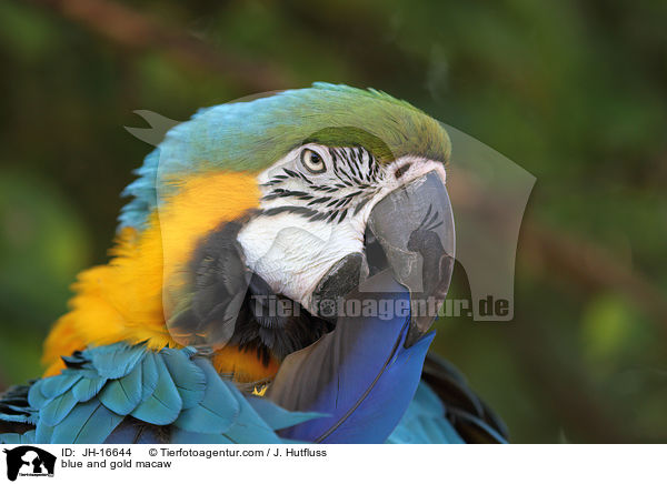 blue and gold macaw / JH-16644