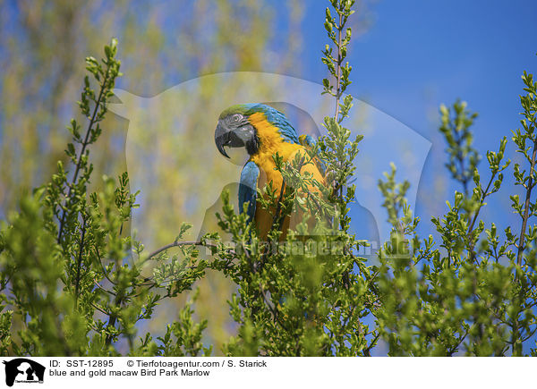 Gelbbrustara Vogelpark Marlow / blue and gold macaw Bird Park Marlow / SST-12895