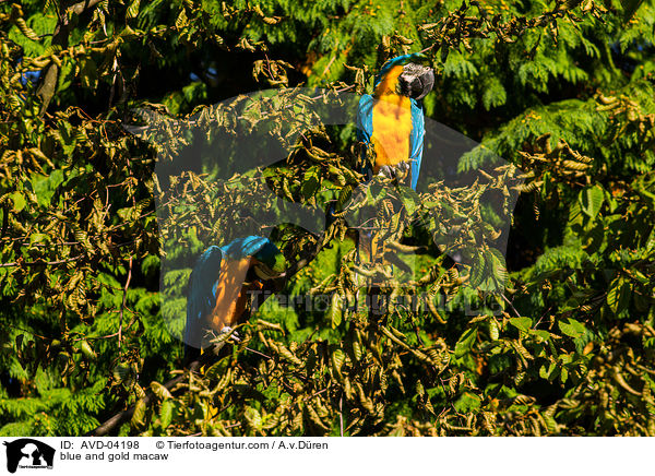 Gelbbrustara / blue and gold macaw / AVD-04198