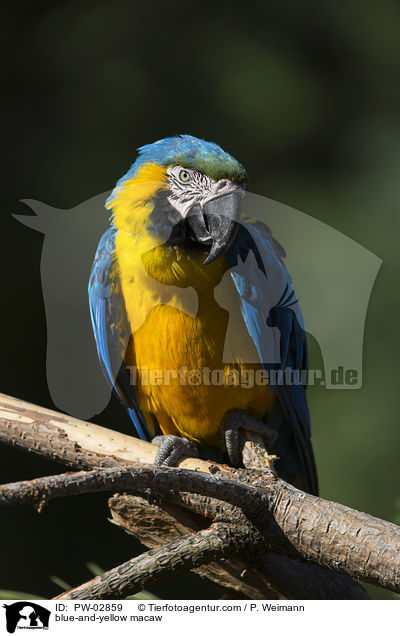 Gelbbrustara / blue-and-yellow macaw / PW-02859
