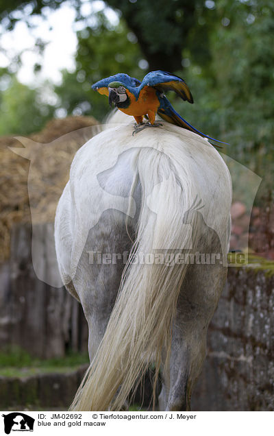 Gelbbrustara / blue and gold macaw / JM-02692
