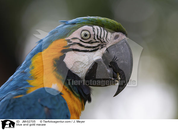 Gelbbrustara / blue and gold macaw / JM-02705