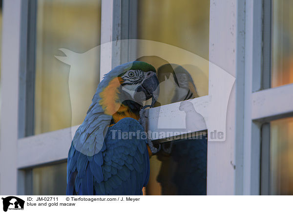 Gelbbrustara / blue and gold macaw / JM-02711
