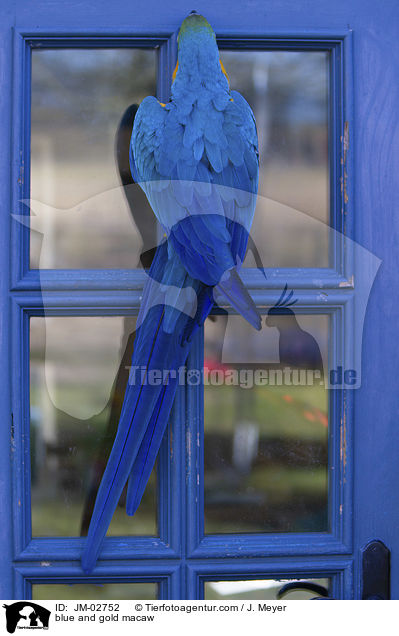 blue and gold macaw / JM-02752
