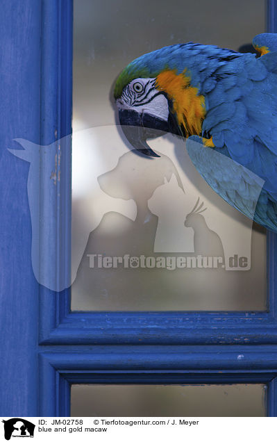 blue and gold macaw / JM-02758