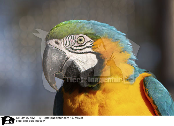 blue and gold macaw / JM-02782