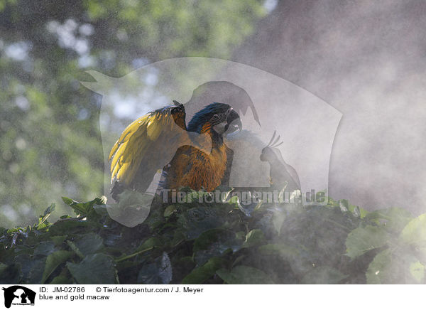 blue and gold macaw / JM-02786