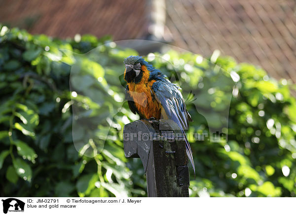 Gelbbrustara / blue and gold macaw / JM-02791
