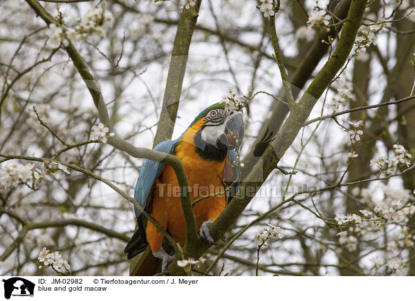 Gelbbrustara / blue and gold macaw / JM-02982