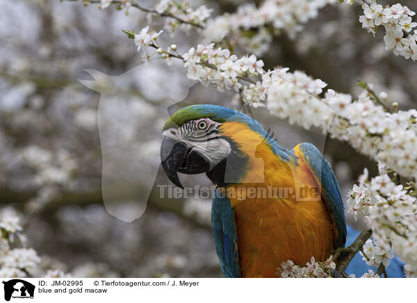 Gelbbrustara / blue and gold macaw / JM-02995