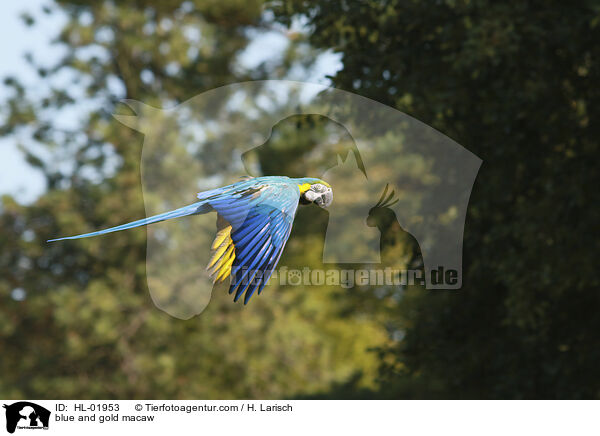 Gelbbrustara / blue and gold macaw / HL-01953