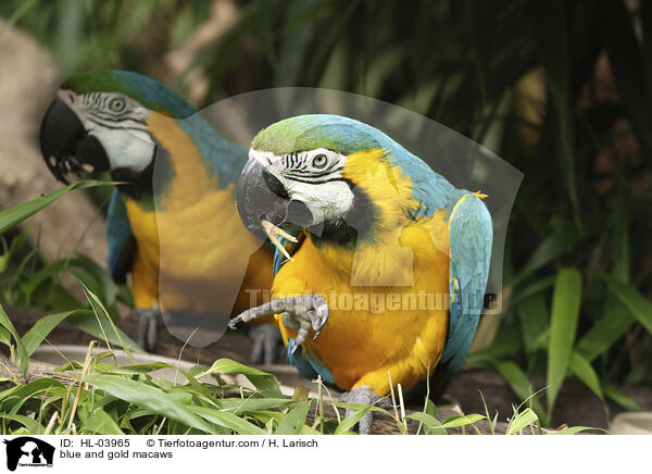 Gelbbrustaras / blue and gold macaws / HL-03965