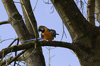 blue and gold macaw