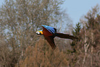 blue and gold macaw