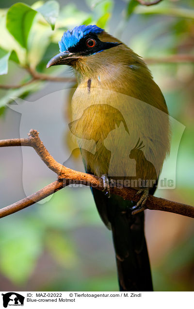 Blauscheitelmotmot / Blue-crowned Motmot / MAZ-02022