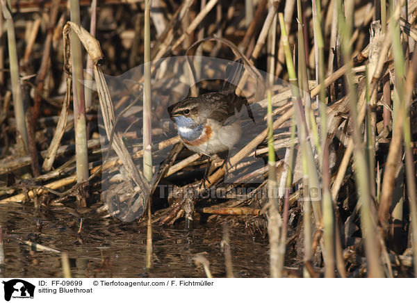 sitzendes Blaukehlchen / sitting Bluethroat / FF-09699