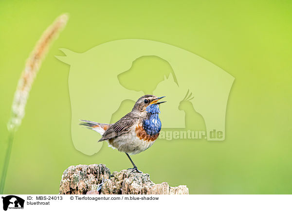 Blaukehlchen / bluethroat / MBS-24013