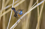 sitting Bluethroat