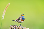 bluethroat