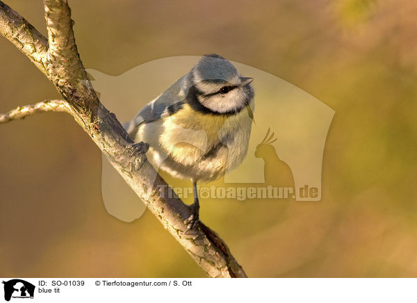 Blaumeise / blue tit / SO-01039