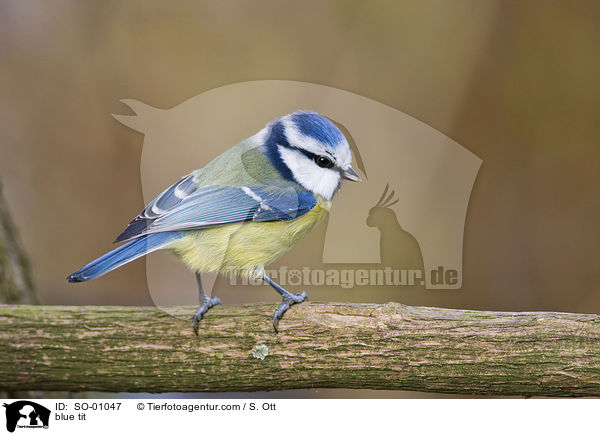 Blaumeise / blue tit / SO-01047