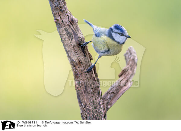 Blue tit sits on branch / WS-08731