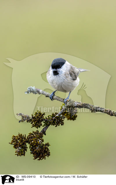 Blaumeise / bluetit / WS-09410