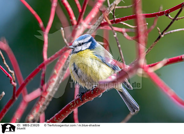 Blaumeise / bluetit / MBS-23826