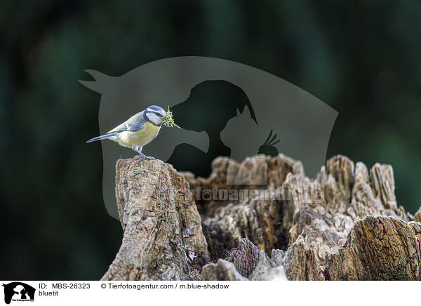 Blaumeise / bluetit / MBS-26323