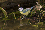 blue tit