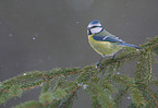 bluetit