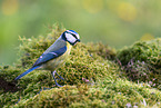 blue tit