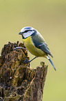 bluetit