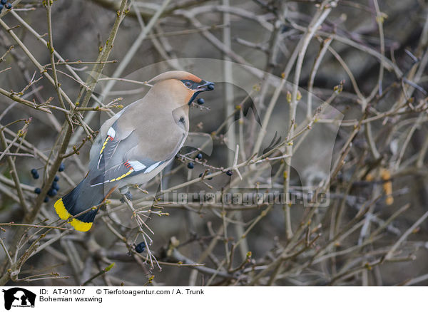 Seidenschwanz / Bohemian waxwing / AT-01907