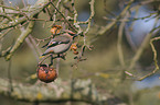 Bohemian waxwing