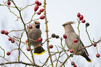 sitting Bohemian Waxwings