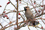 sitting Bohemian Waxwing