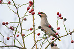 Bohemian waxwing