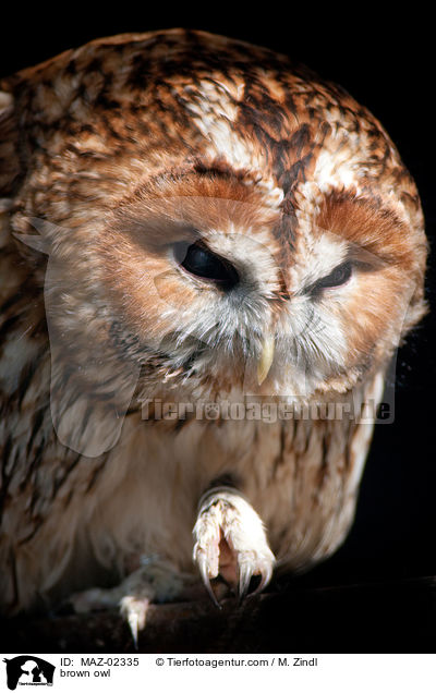brown owl / MAZ-02335