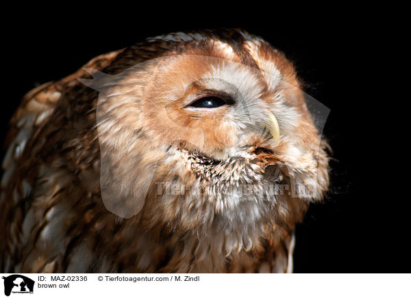 brown owl / MAZ-02336