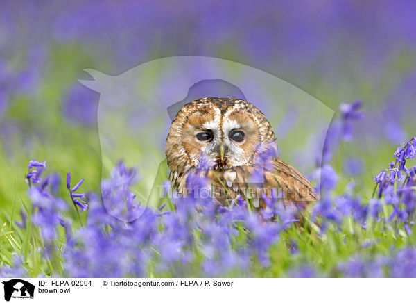 brown owl / FLPA-02094